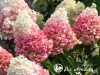 Hortenzija šluotelinė ,Living Pinky Promise' (lot. Hydrangea paniculata)
